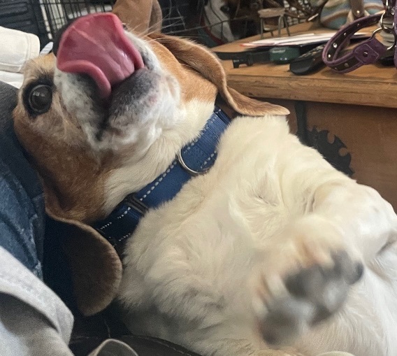 Penny photo 3