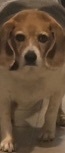Penny photo 4