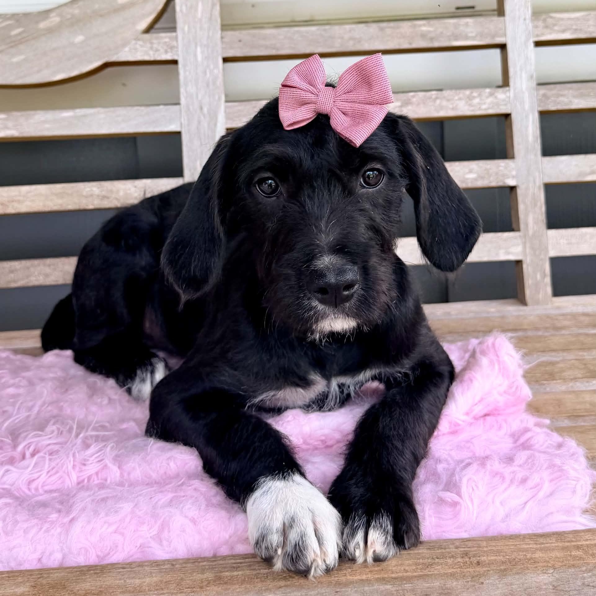 Bebe, Adoptable, Puppy Female Black Labrador Retriever & Labradoodle.