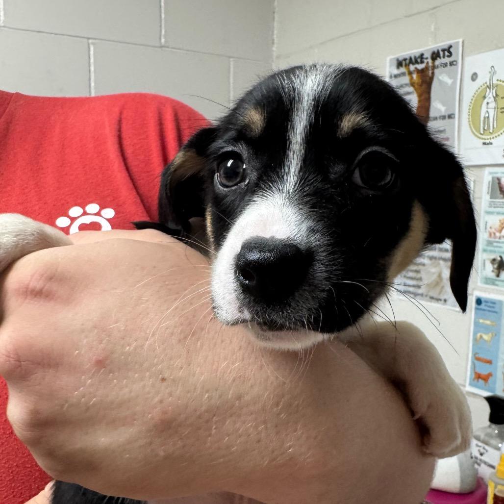 Enlarge Happy, a Adoptable mixed breed in Birmingham, AL image 1/3