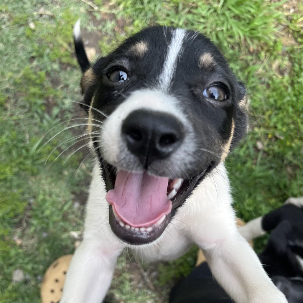 Enlarge Happy, a Adoptable mixed breed in Birmingham, AL image 2/3