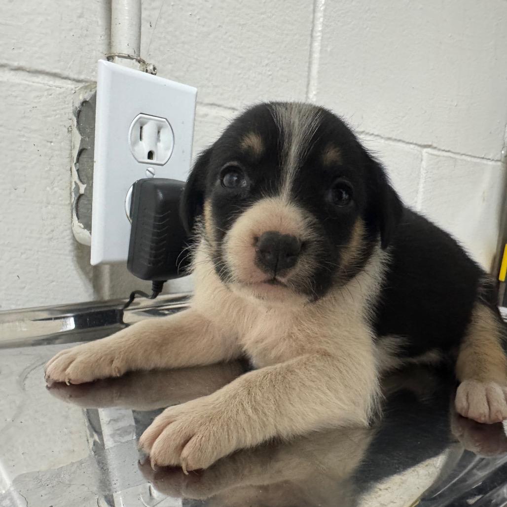 Enlarge Happy, a Adoptable mixed breed in Birmingham, AL image 3/3