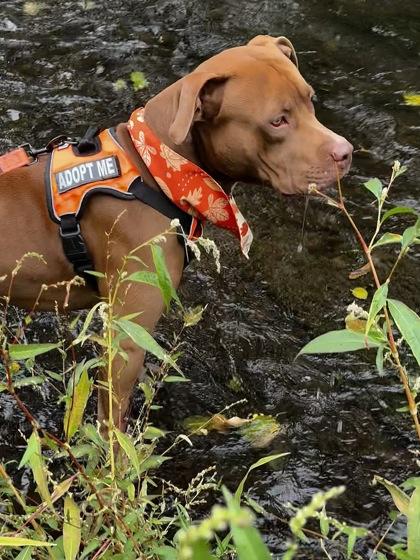 Copper, Adoptable, Young Male Mixed Breed & Mixed Breed.