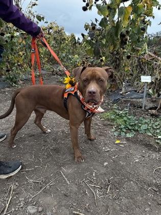 Copper, Adoptable, Young Male Mixed Breed & Mixed Breed.