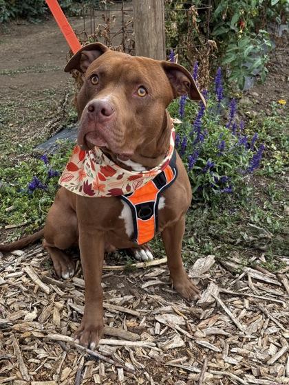 Enlarge Copper, a Adoptable Mixed Breed in Walla Walla, WA image 3/3