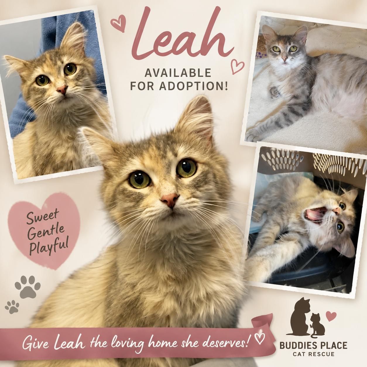 Leah, ADOPTABLE, Young Female Domestic Long Hair.