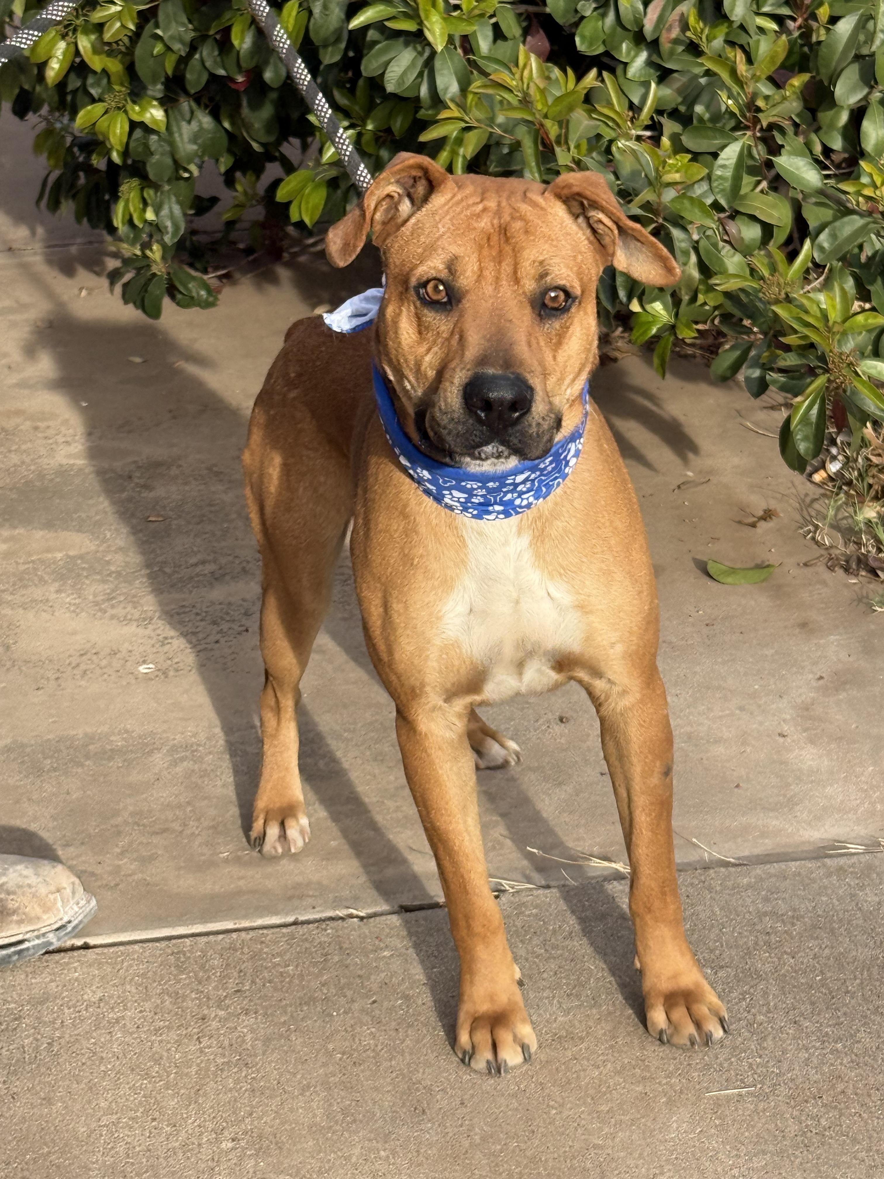 Enlarge BRODY, a Adoptable mixed breed in Des Moines, IA image 4/6