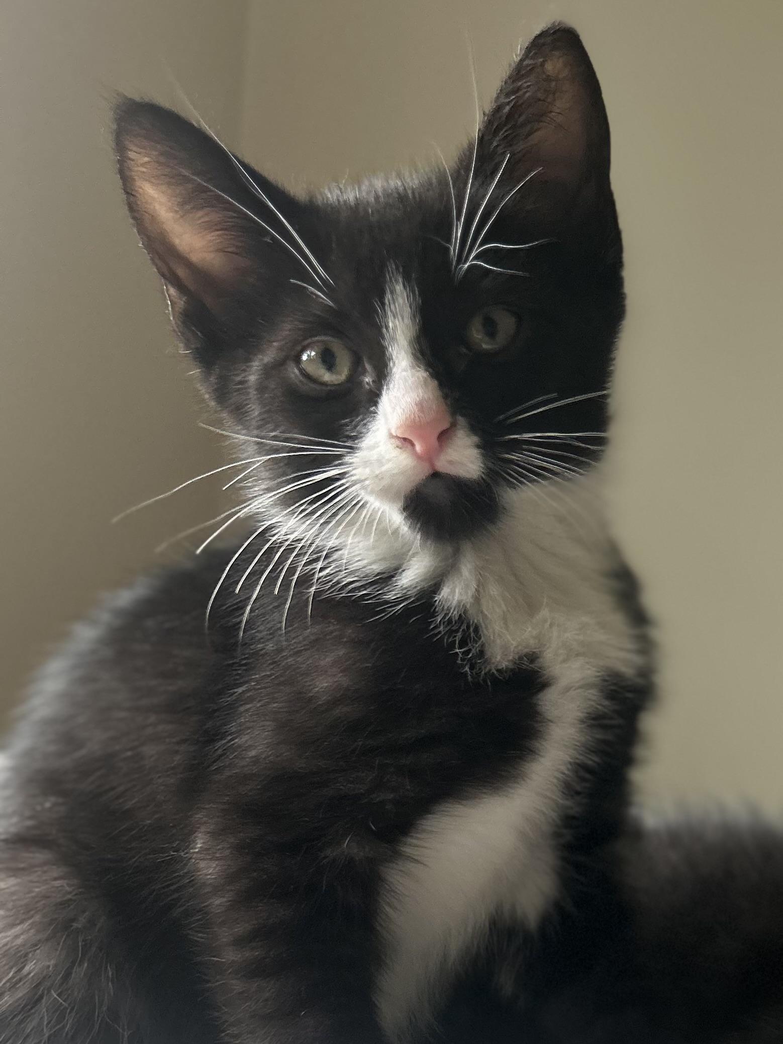 Enlarge Teddy, a Adoptable Domestic Short Hair in Westfield, NJ image 1/4