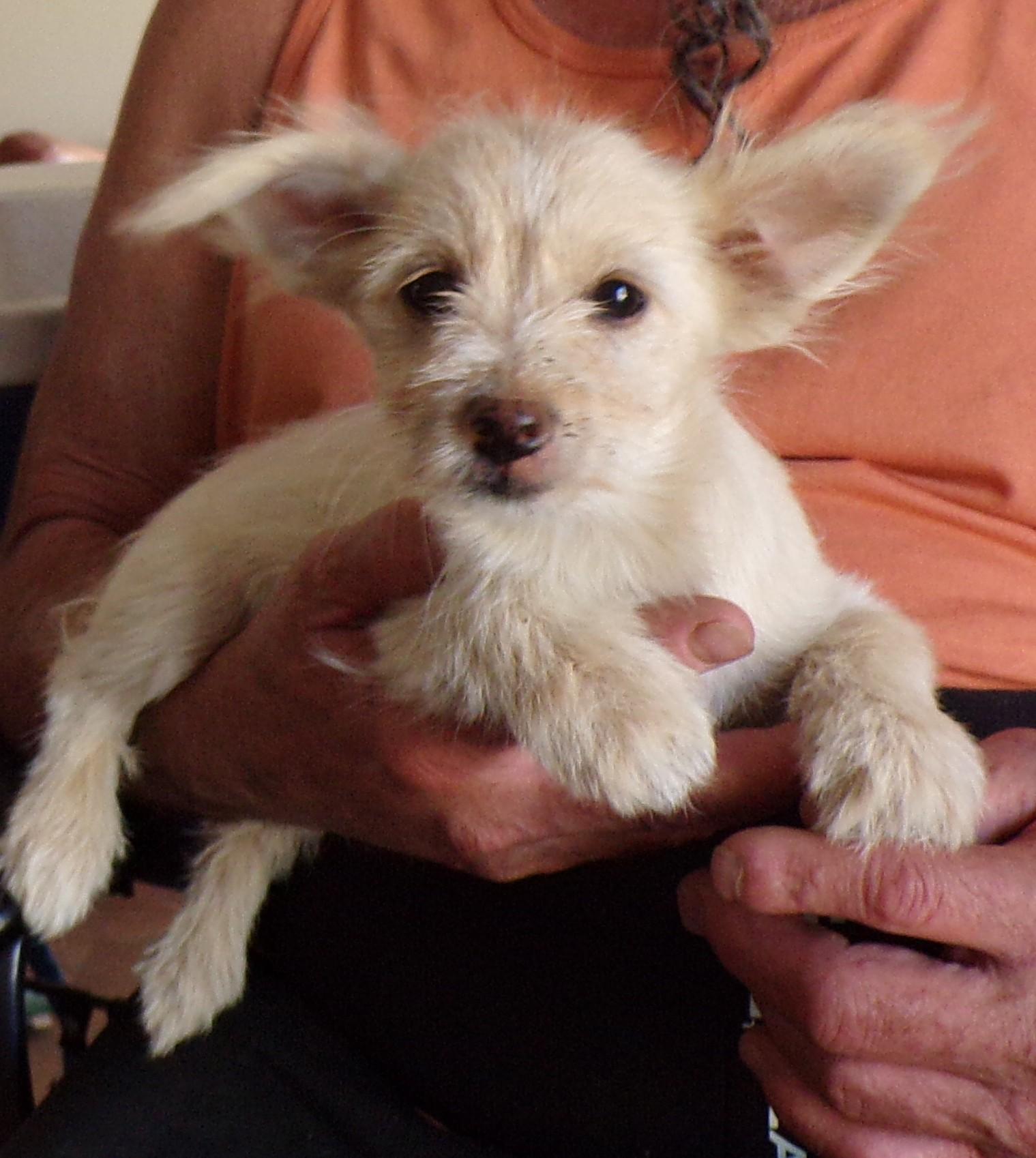 Enlarge SUGAR, a ADOPTABLE mixed breed in Corona, CA image 1/3