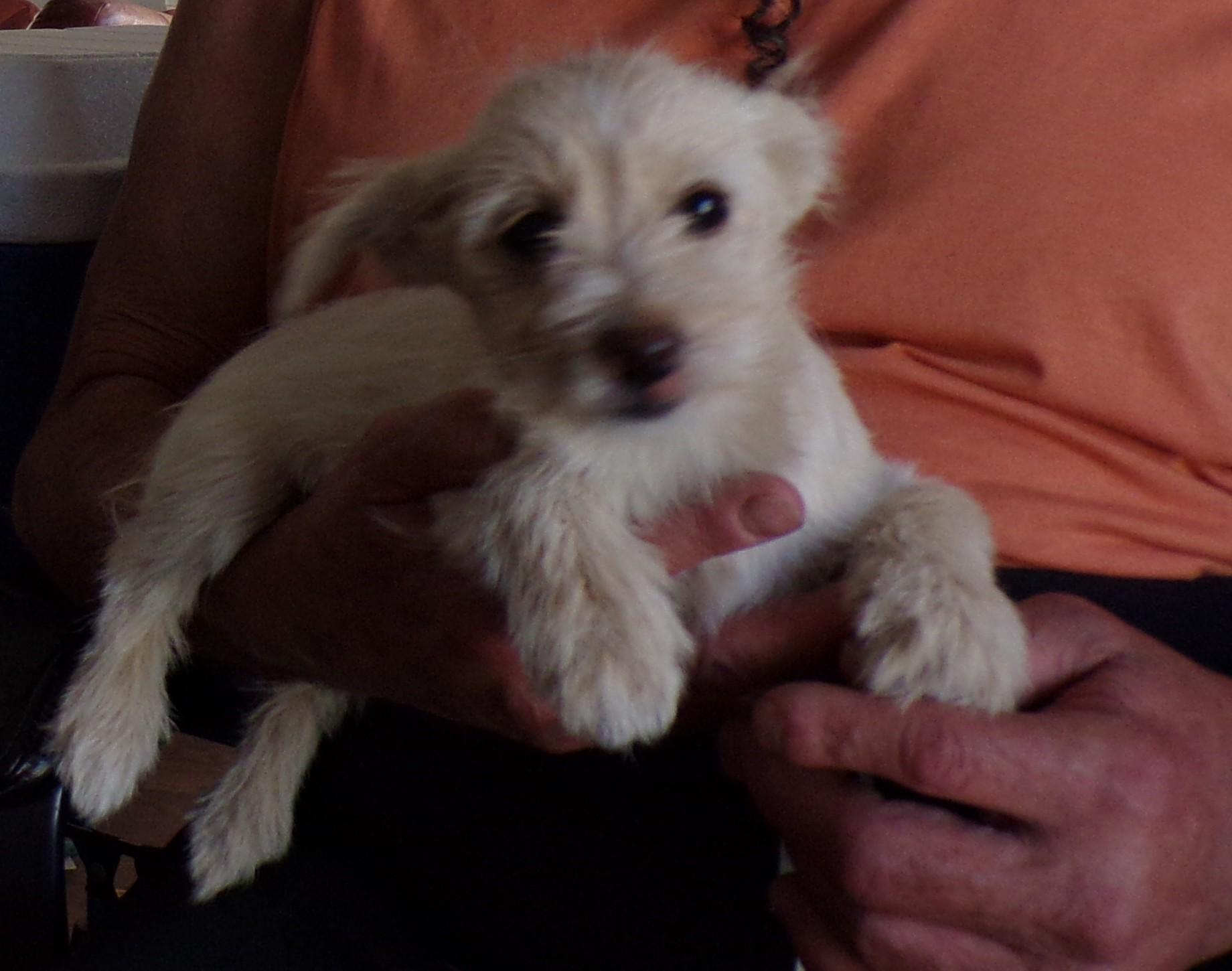 Enlarge SUGAR, a ADOPTABLE mixed breed in Corona, CA image 3/3