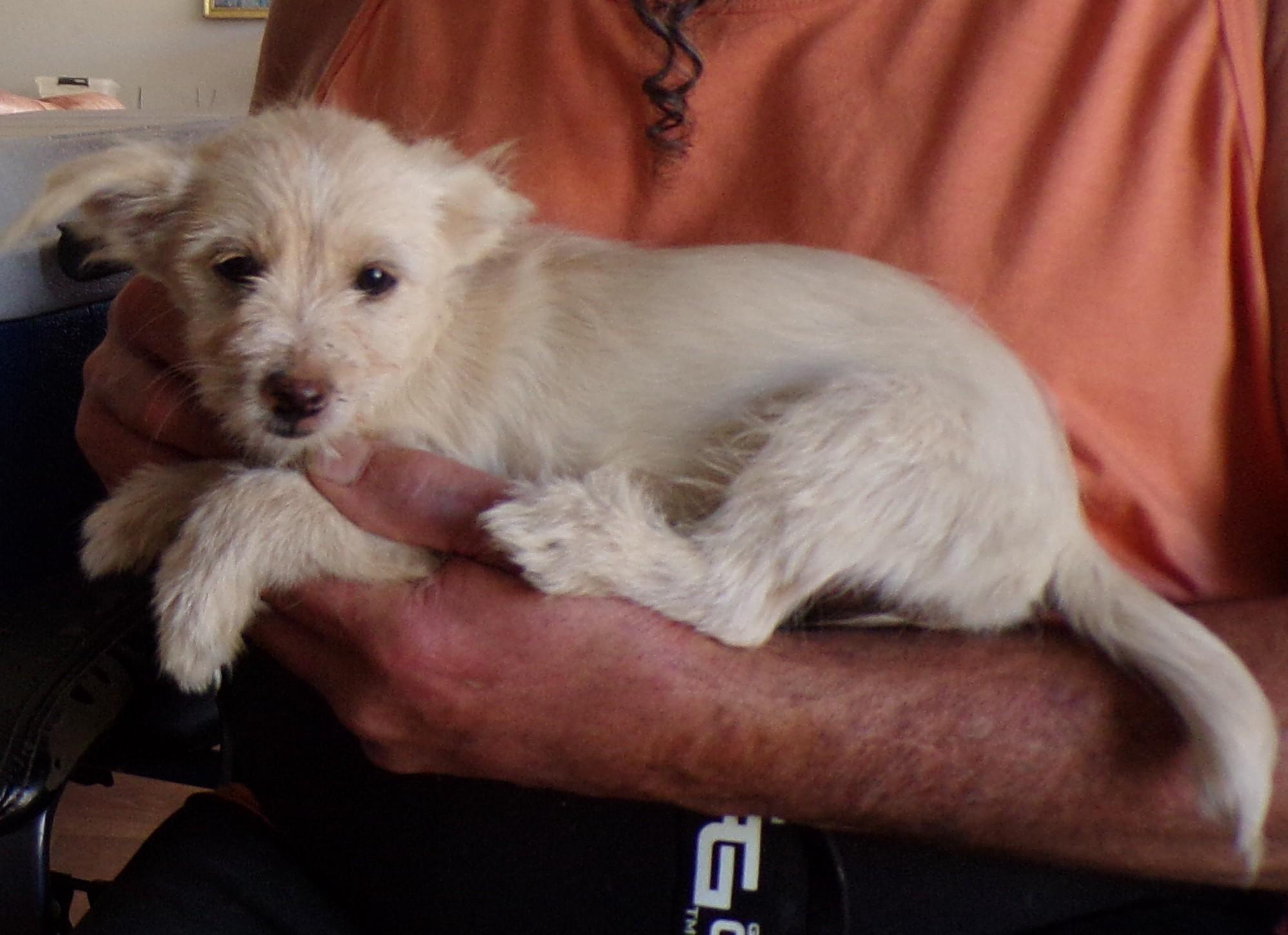 Enlarge SUGAR, a ADOPTABLE mixed breed in Corona, CA image 2/3