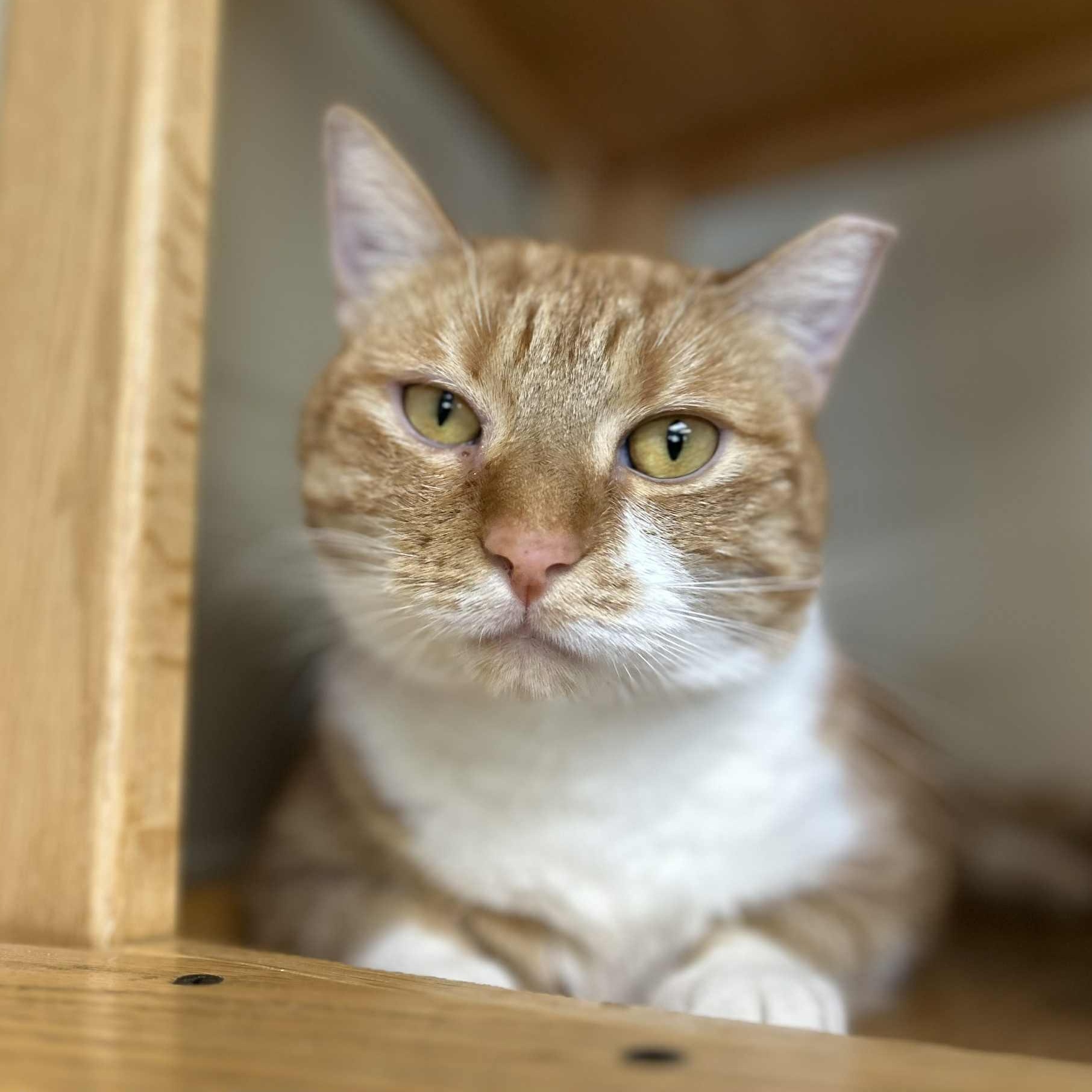 Enlarge Sunshine, a Adoptable Domestic Short Hair in Myerstown, PA image 1/2