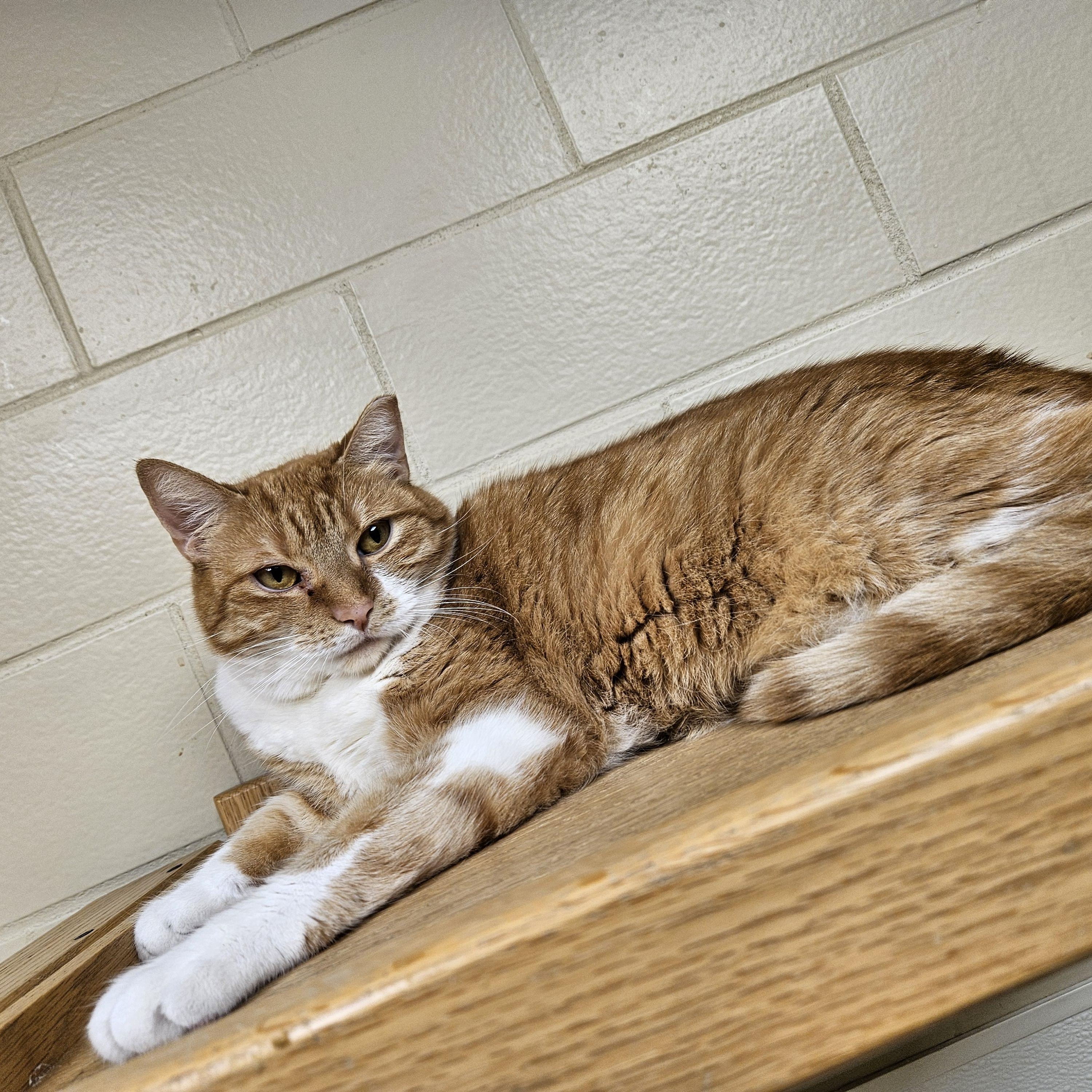 Enlarge Sunshine, a Adoptable Domestic Short Hair in Myerstown, PA image 2/2