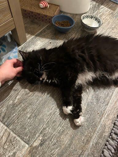 Mr. Salt, Adoptable, Adult Male Domestic Long Hair & Domestic Short Hair.