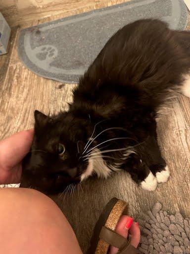 Mr. Salt, a Adoptable mixed breed in Chamblee, GA image 2/3