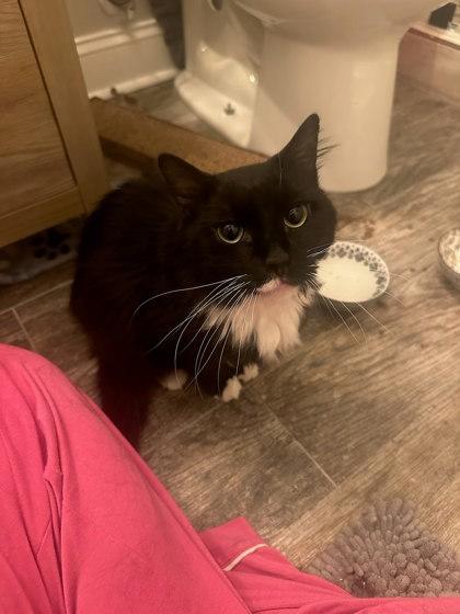 Mr. Salt, a Adoptable mixed breed in Chamblee, GA image 3/3