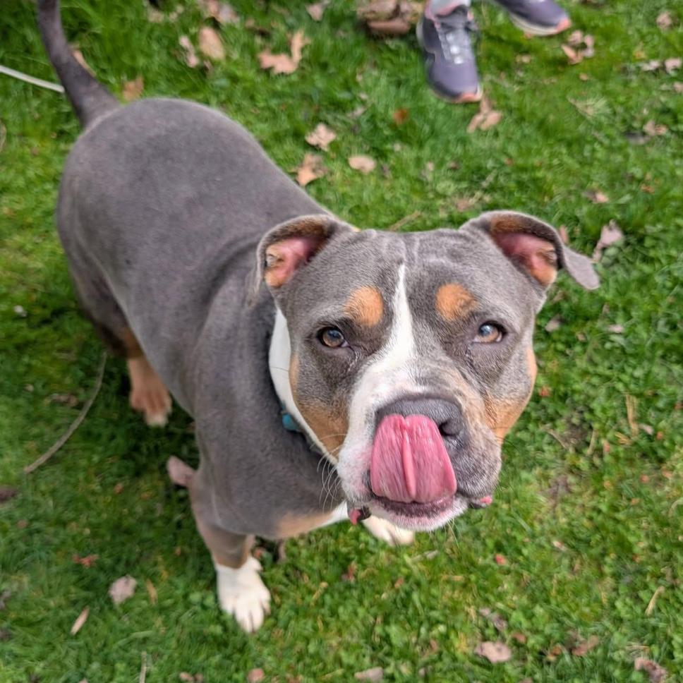 Enlarge Creeda, a Adoptable Mixed Breed in Greenville, PA image 1/3