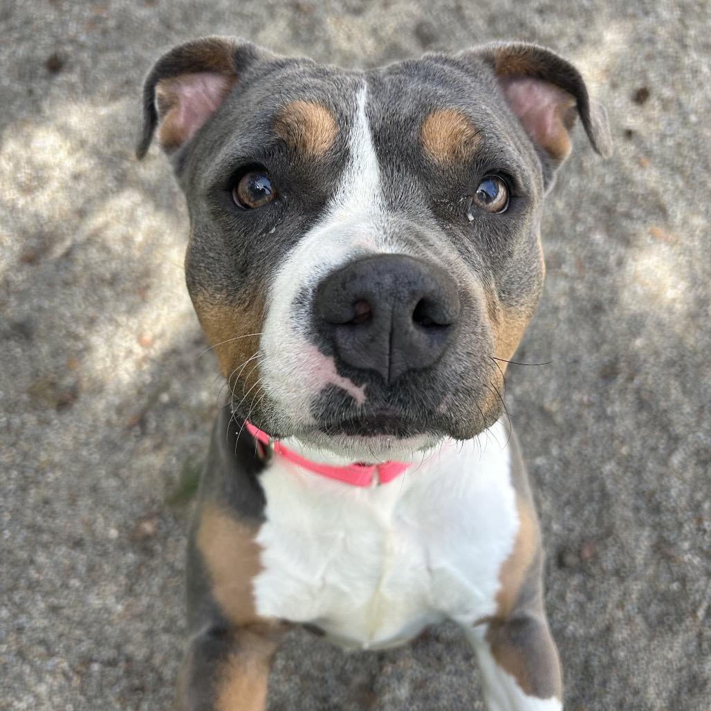 Creeda, a Adoptable Mixed Breed in Greenville, PA image 2/6