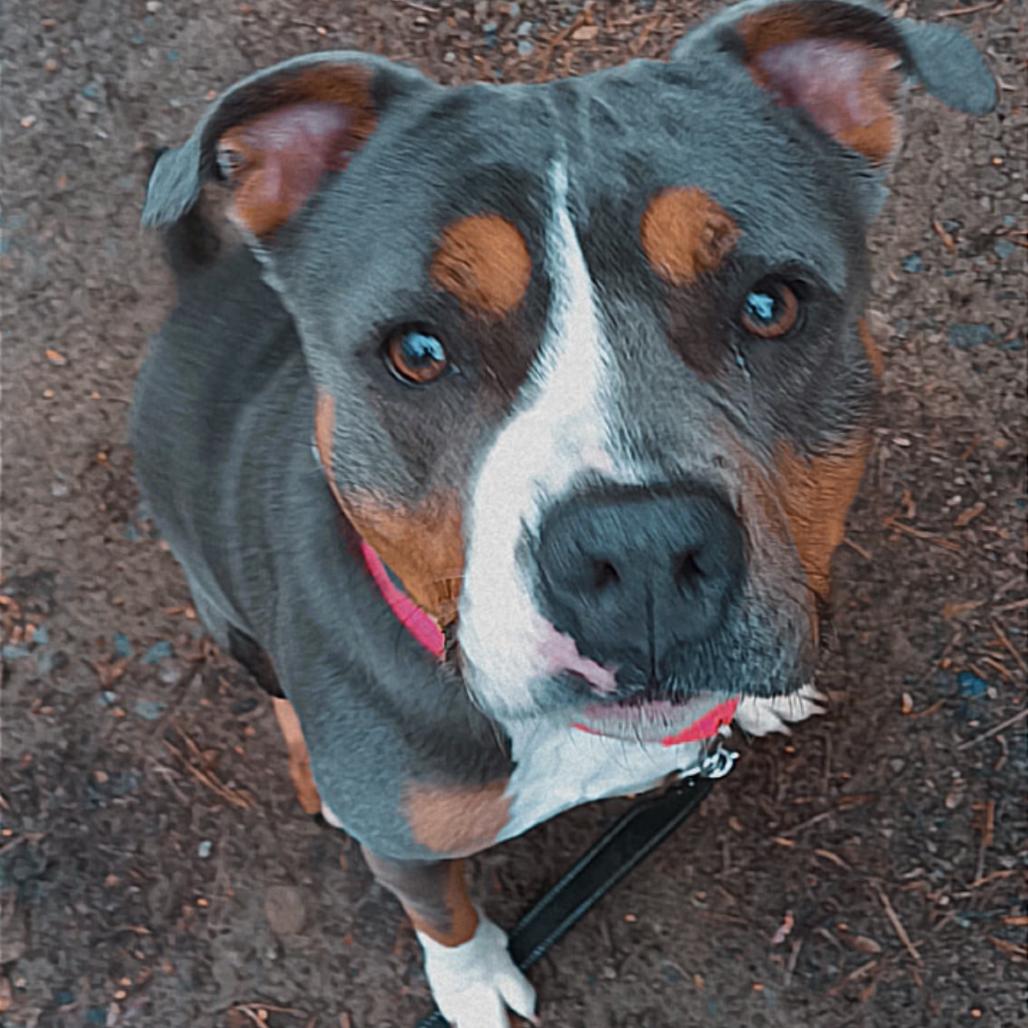 Enlarge Creeda, a Adoptable Mixed Breed in Greenville, PA image 2/6