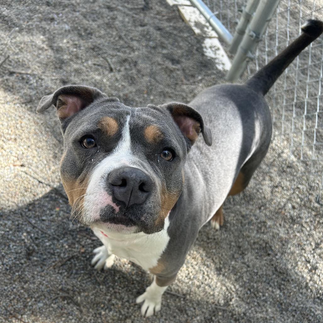 Creeda, a Adoptable Mixed Breed in Greenville, PA image 3/6