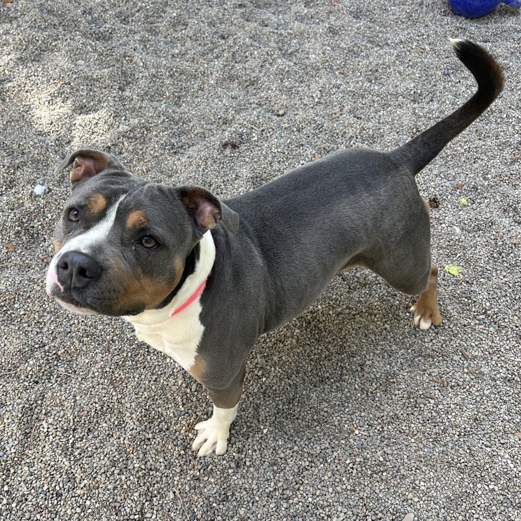 Creeda, a Adoptable Mixed Breed in Greenville, PA image 4/6