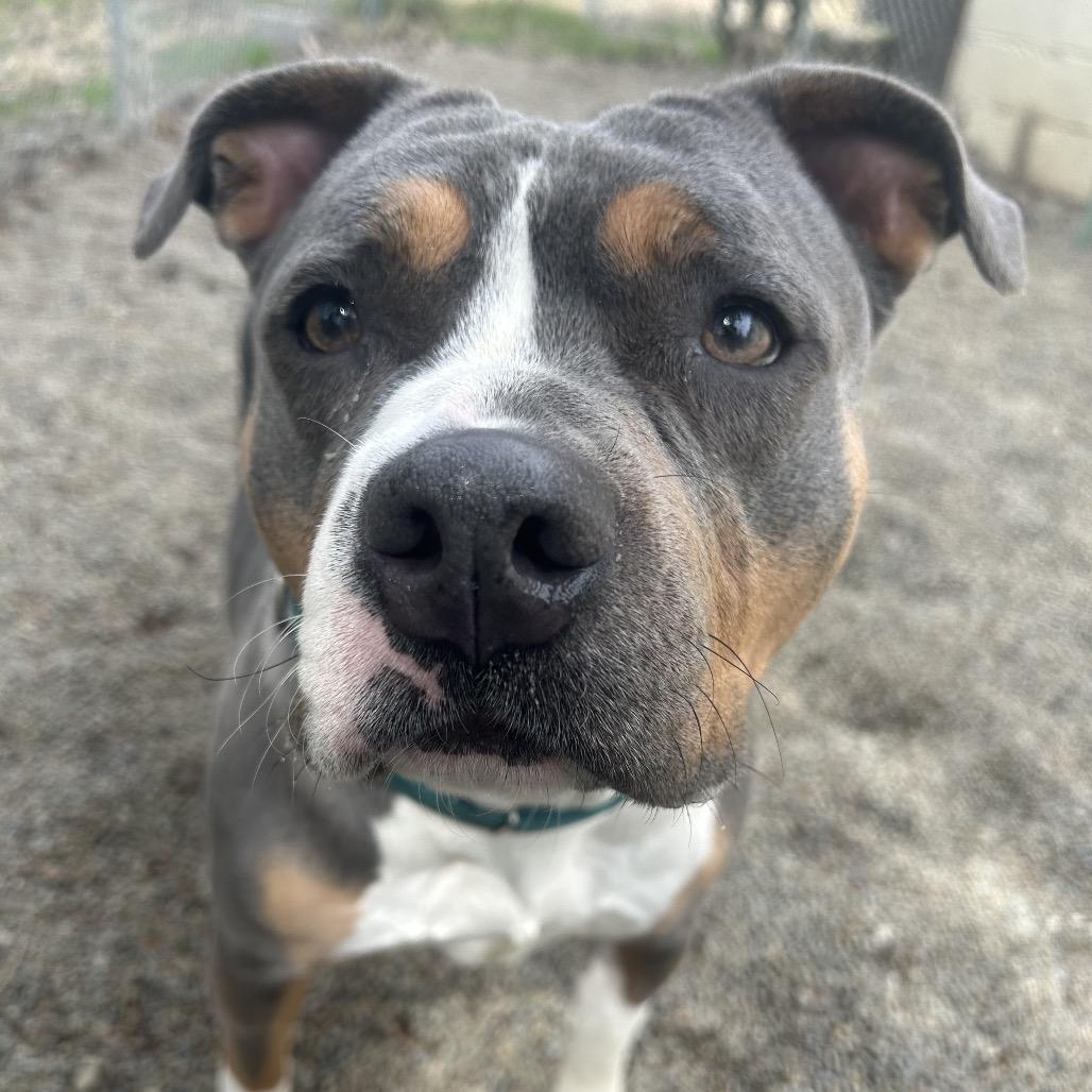 Enlarge Creeda, a Adoptable Mixed Breed in Greenville, PA image 2/3