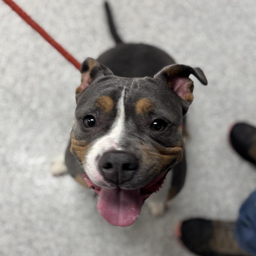 Enlarge Creeda, a Adoptable Mixed Breed in Greenville, PA image 3/3