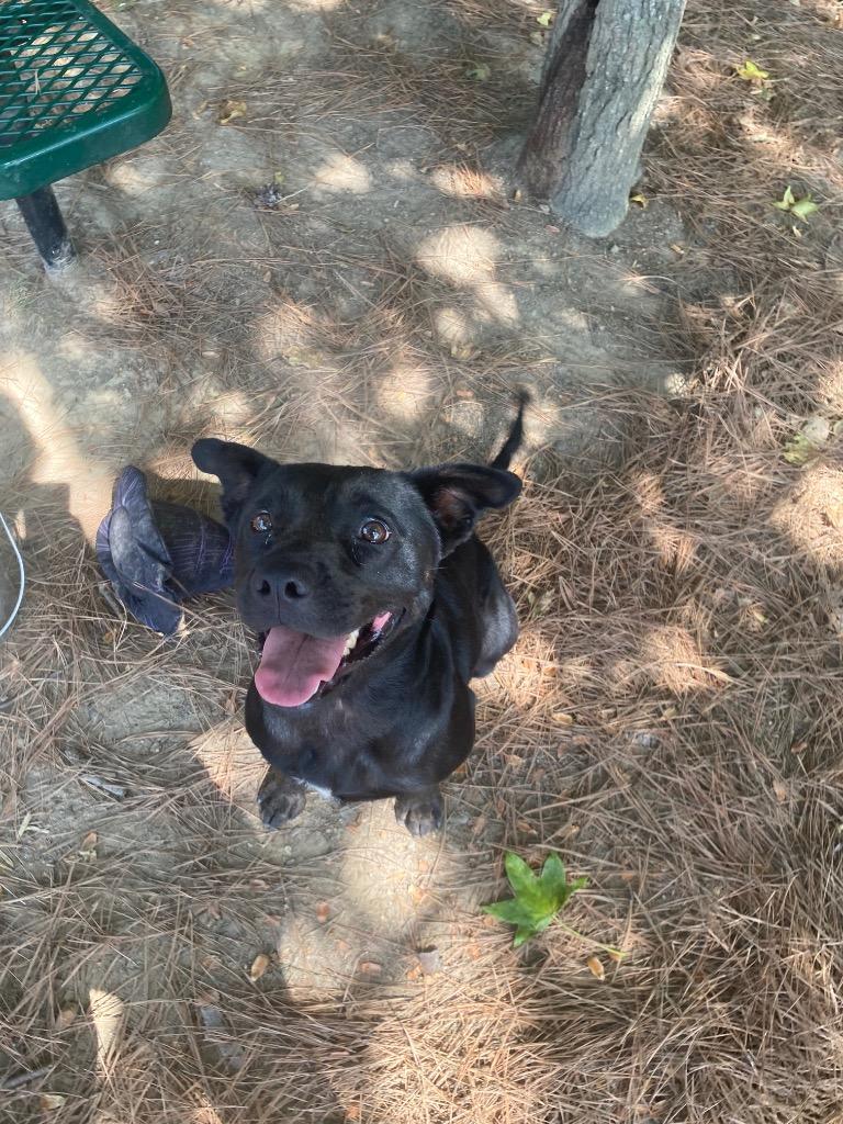 Mushroom, Adoptable, Young Female Shepherd.