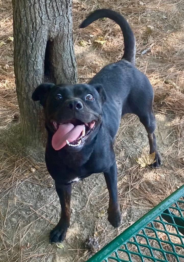 Mushroom, a Adoptable mixed breed in Little Rock, AR image 2/3