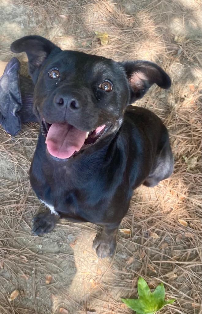 Mushroom, a Adoptable mixed breed in Little Rock, AR image 3/3