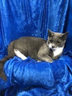Buddy, Adoptable, Young Male Russian Blue & Tuxedo.