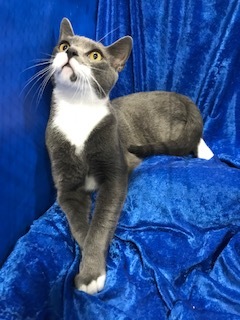 Enlarge Buddy, a Adoptable mixed breed in Gainesville, FL image 2/3