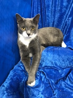 Enlarge Buddy, a Adoptable mixed breed in Gainesville, FL image 3/3