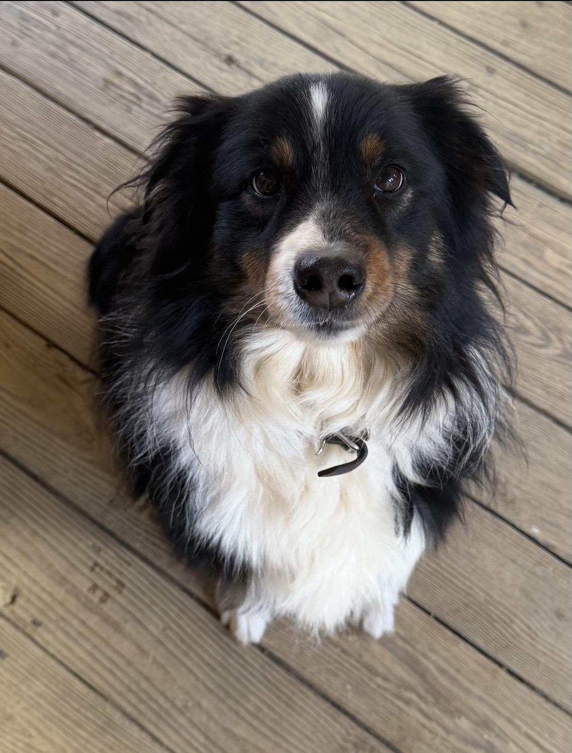 Enlarge Flip, an adopted Australian Shepherd in Sherman, CT image 1/2