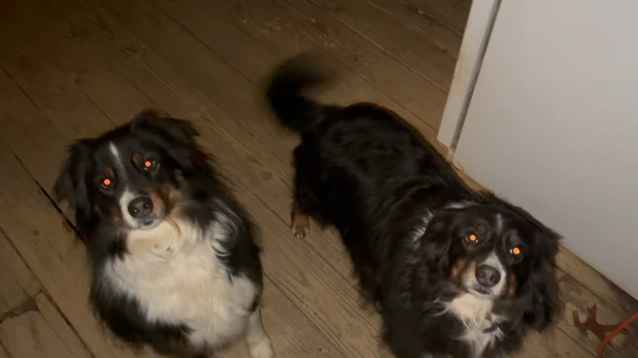 Enlarge Flip, an adopted Australian Shepherd in Sherman, CT video 2/2