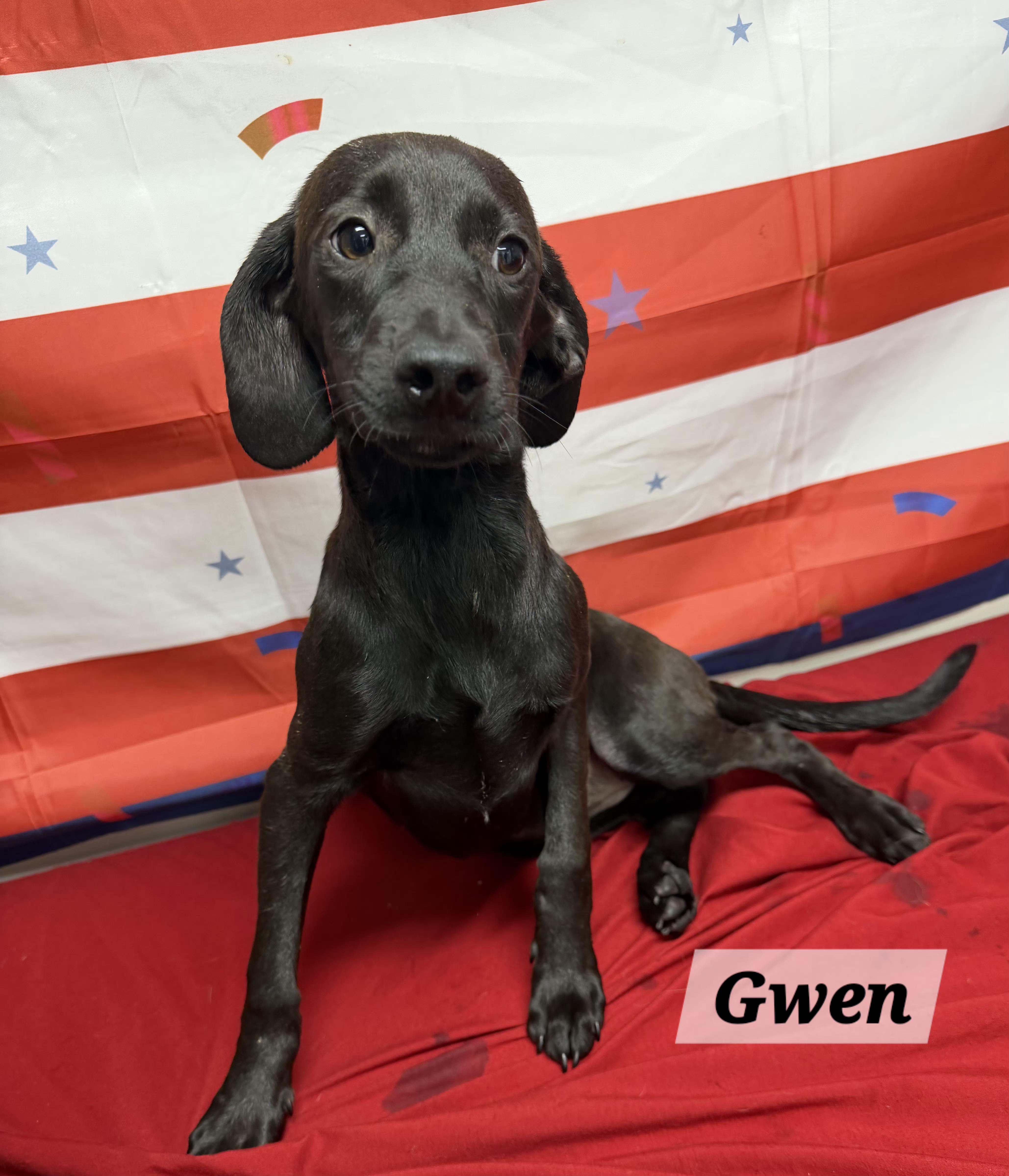 Gwen, Adoptable, Puppy Female Dachshund & Pit Bull Terrier.
