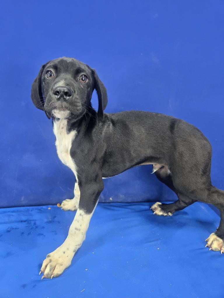 BERSERK, Adoptable, Puppy Male Mixed Breed.
