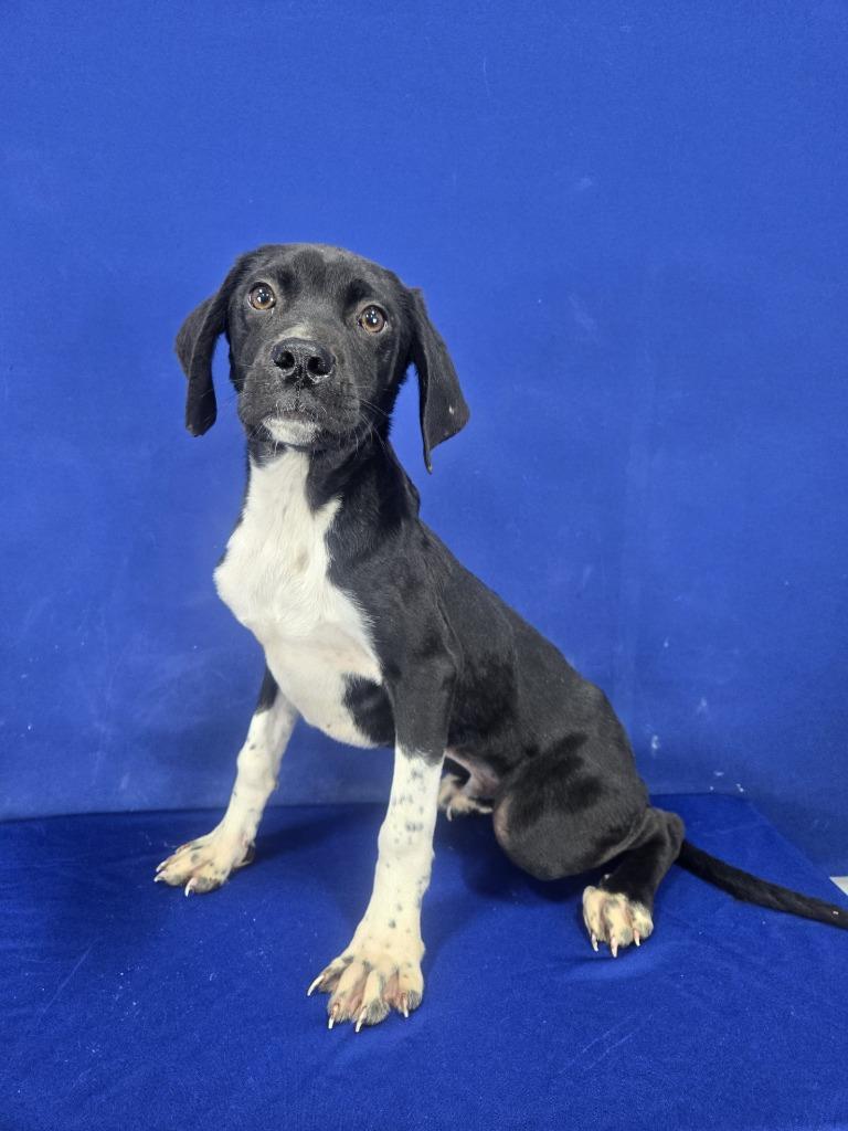 Enlarge BERSERK, a Adoptable Mixed Breed in Ruston, LA image 2/2