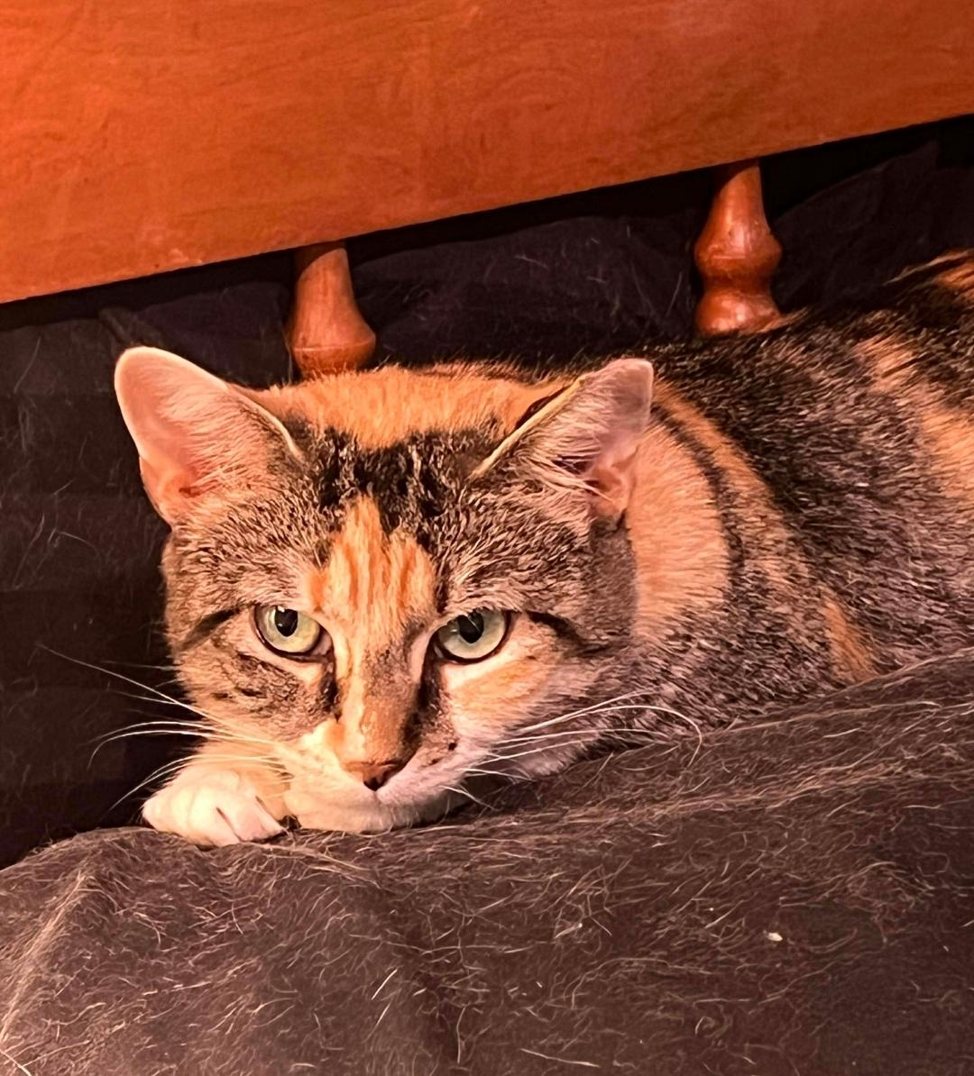 Ms. KiKi Khloe - Adoptable Pet | Petfinder