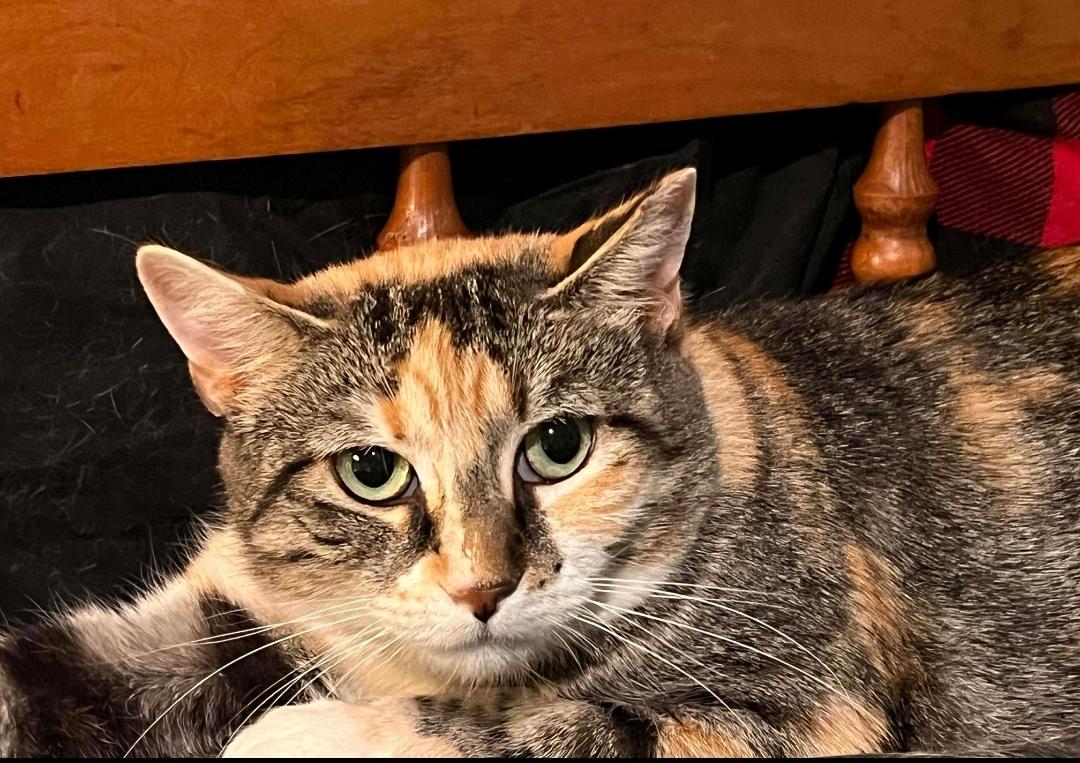 Enlarge Ms. KiKi, a Adoptable Domestic Short Hair in Claridge, PA image 4/6