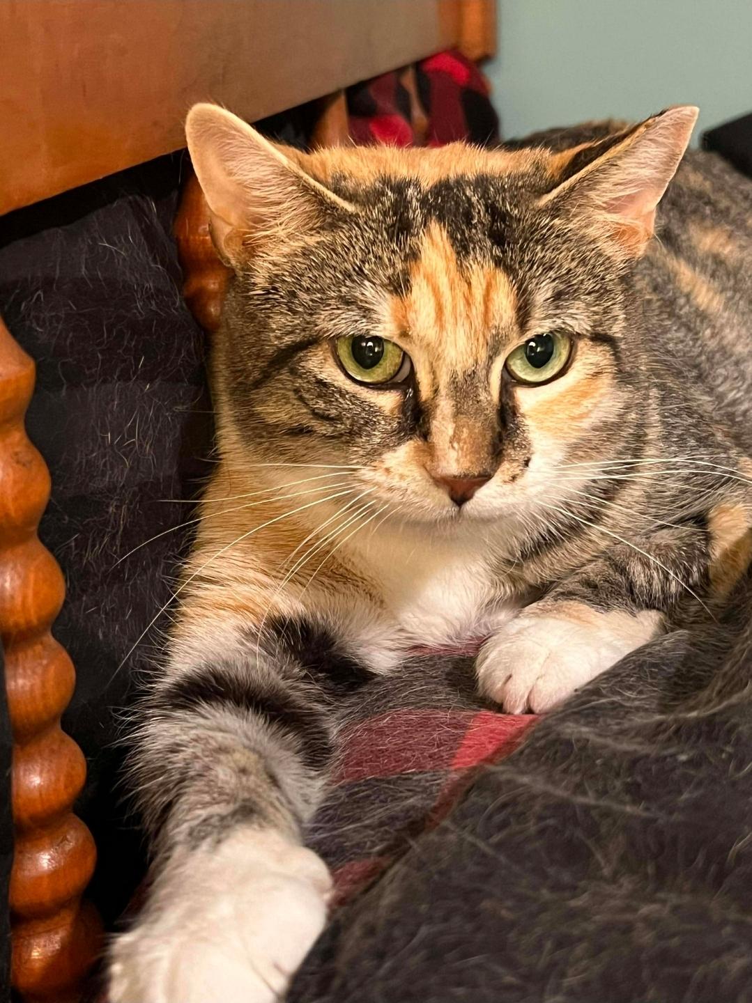 Enlarge Ms. KiKi, a Adoptable Domestic Short Hair in Claridge, PA image 3/6