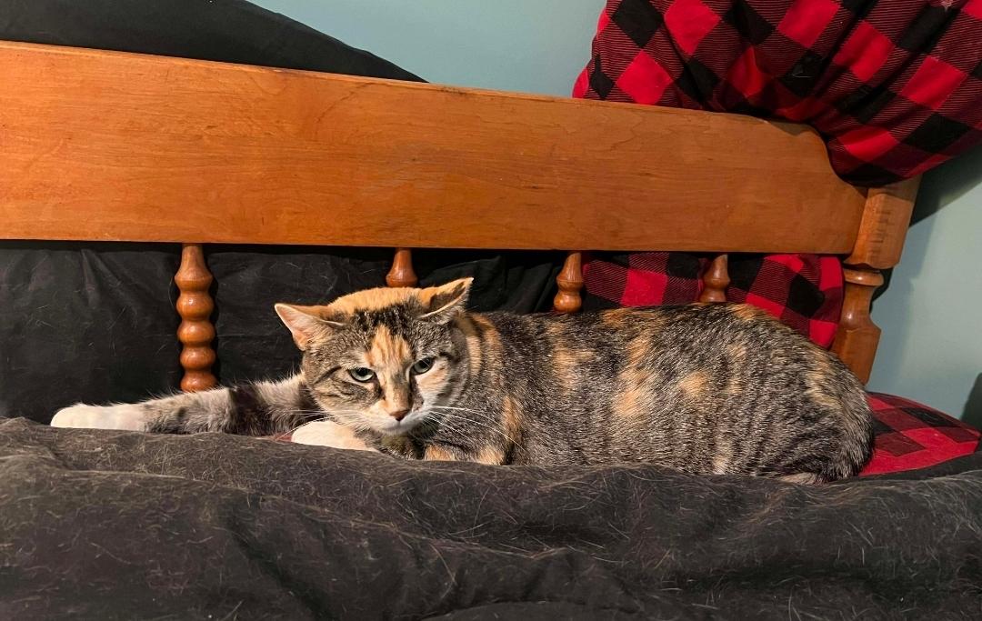 Enlarge Ms. KiKi, a Adoptable Domestic Short Hair in Claridge, PA image 2/6