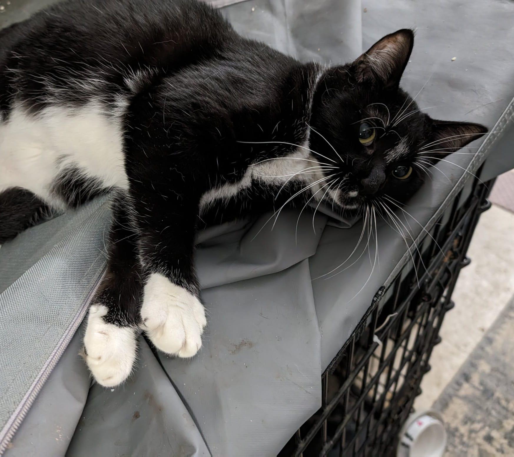 Oreo - Considering Indoor/Outdoor Placement, a Adoptable mixed breed in Cleburne, TX image 4/6