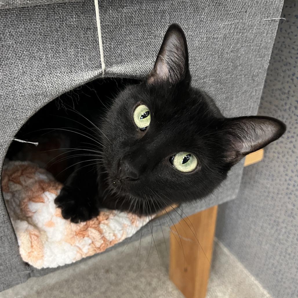 Enlarge Buddy, a Adoptable Domestic Short Hair in Naperville, IL image 1/4
