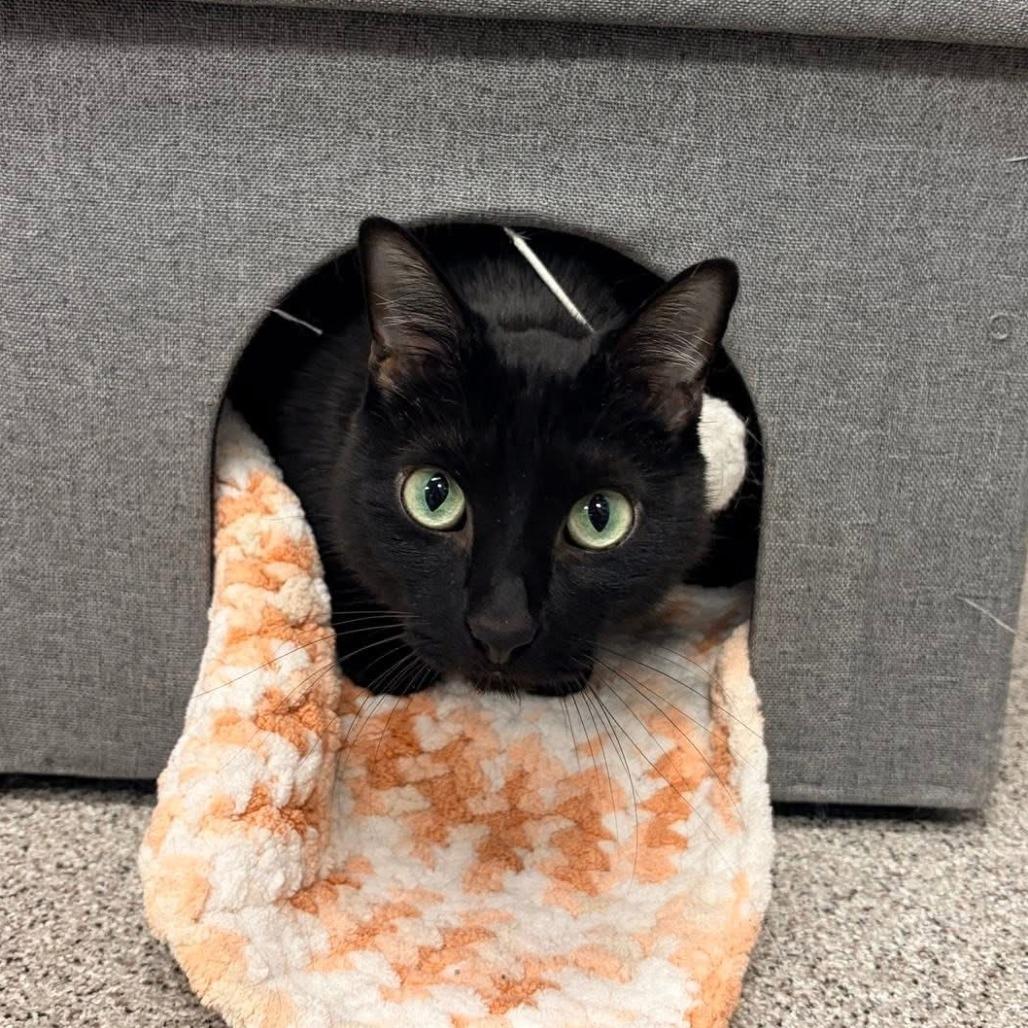 Enlarge Buddy, a Adoptable Domestic Short Hair in Naperville, IL image 2/4