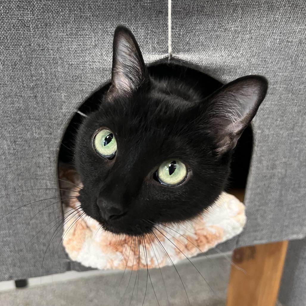 Enlarge Buddy, a Adoptable Domestic Short Hair in Naperville, IL image 3/4