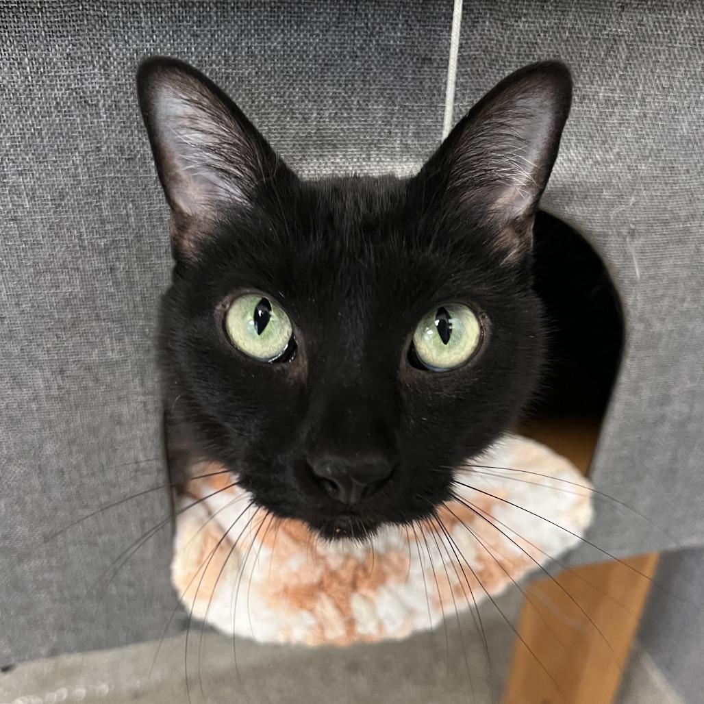 Enlarge Buddy, a Adoptable Domestic Short Hair in Naperville, IL image 4/4