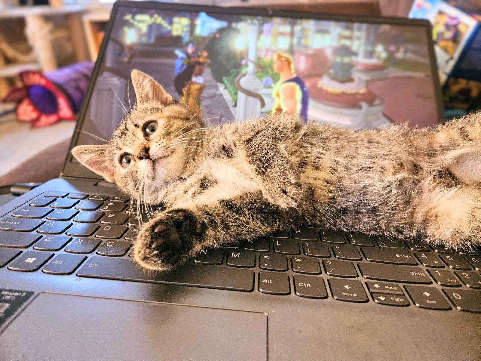 Zinnia, Adoptable, Kitten Female Tabby & Domestic Short Hair.