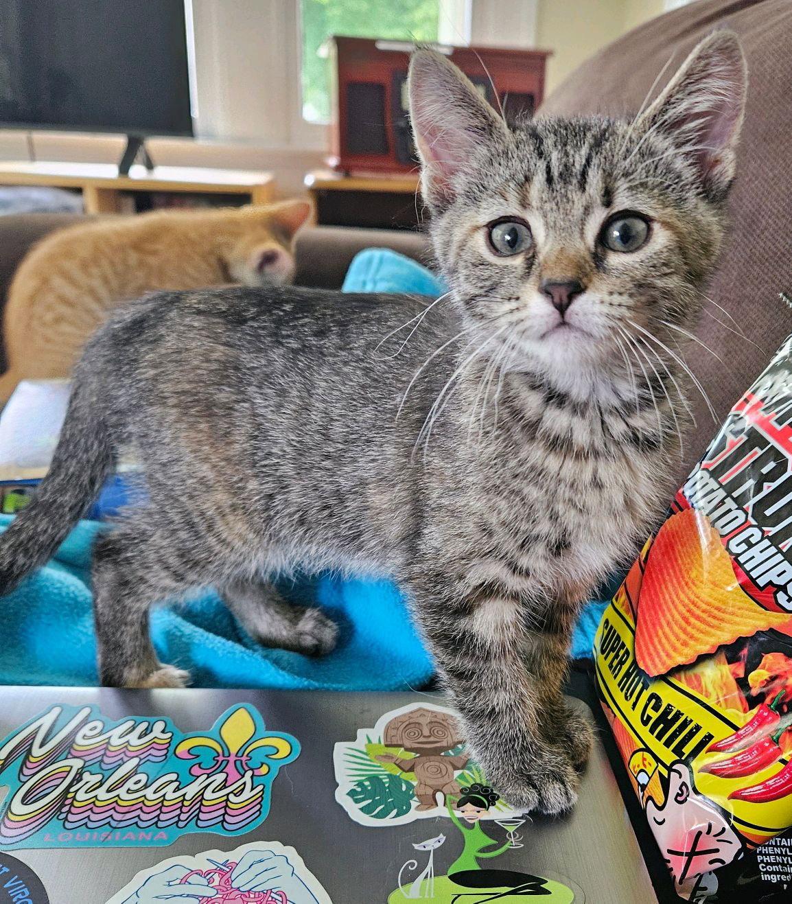 Zinnia, a Adoptable mixed breed in Georgetown, KY image 2/3