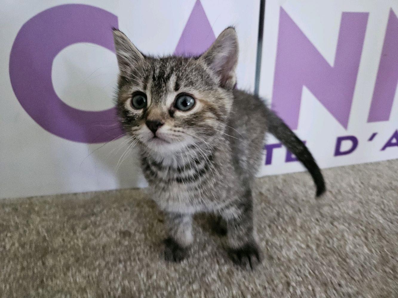 Zinnia, a Adoptable mixed breed in Georgetown, KY image 3/3